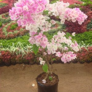 Bougainvillea Plant with Pink and White Blooms