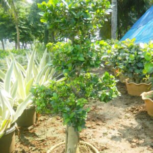 Tiered Bonsai Centerpiece in Circular Pot