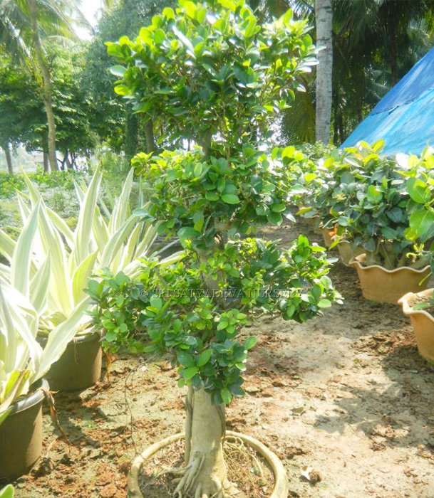 Tiered Bonsai Centerpiece in Circular Pot
