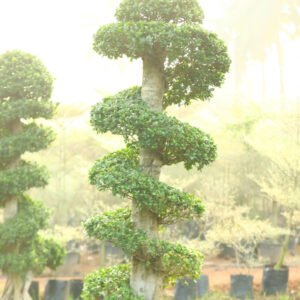 Spiral Topiary Tree