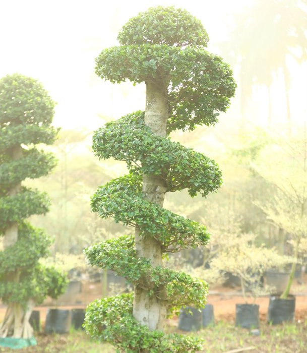Spiral Topiary Tree