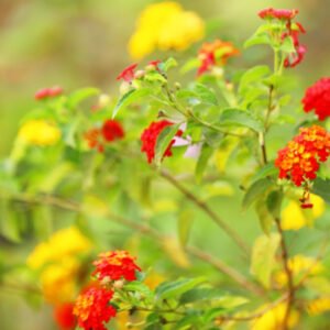Red and Yellow Flowering Plant A Vibrant Natural Display