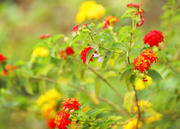 Red and Yellow Flowering Plant A Vibrant Natural Display