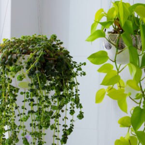 Hanging Plants with Contrasting Foliage – A Perfect Duo