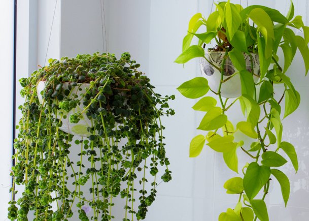 Hanging Plants with Contrasting Foliage – A Perfect Duo