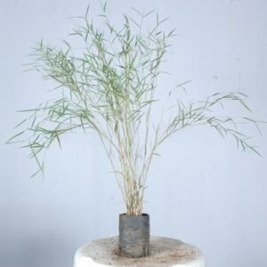 Vetiver Plant