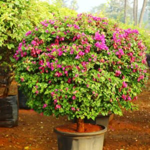 Bushy Pink and Purple Flowering Plant – A Vibrant Garden Accent