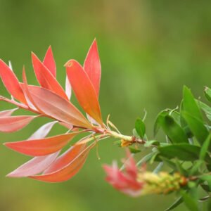 Vibrant Red and Green Leaf Plant A Bold Natural Display
