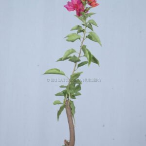 Potted Plant with Pink and Orange Blossoms