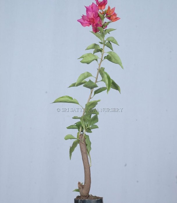 Potted Plant with Pink and Orange Blossoms
