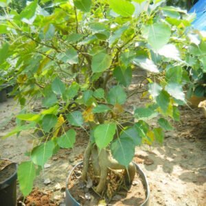 Heart-Leaf Green Potted Plant