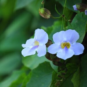 Light Purple Flowers on a Green Vine Natural Elegance