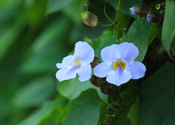 Light Purple Flowers on a Green Vine Natural Elegance