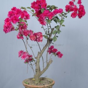 Bougainvillea Plant with Vibrant Pink Blossoms