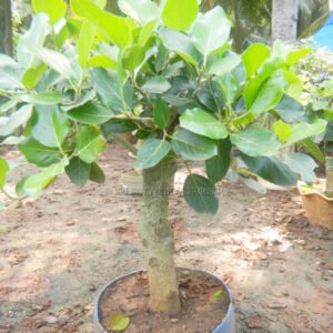 Lush Green Potted Tree in a Blue Barrel Pot