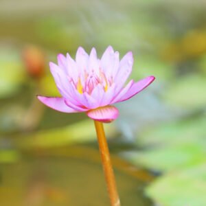Pink Water Lily A Serene Aquatic Gem