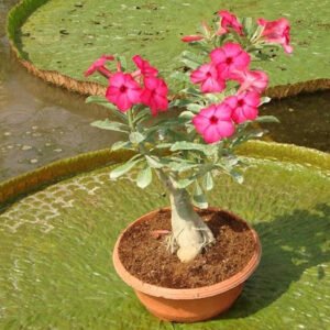 Floating Pink Blossom in a Lily Pad Garden