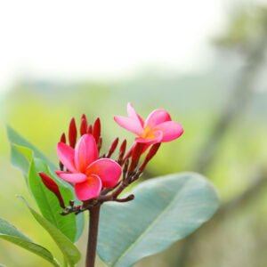 Pink Blossoming Plant with Lush Green Leaves