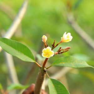 Yellow and White Blossoming Branch