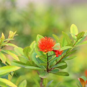 Red Spiky Blooming Flower – A Striking Natural Focal Point