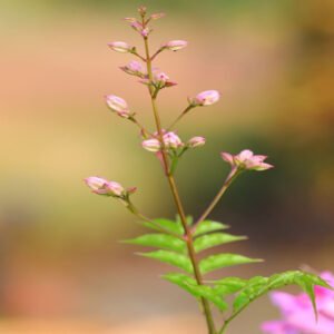 Pink Budding Plant – A Prelude to Natural Splendor