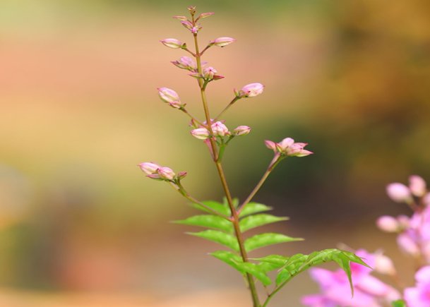 Pink Budding Plant – A Prelude to Natural Splendor