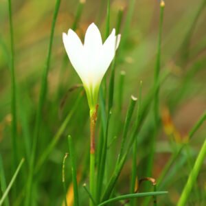 White Flower with Grass-Like Foliage – Natural Elegance