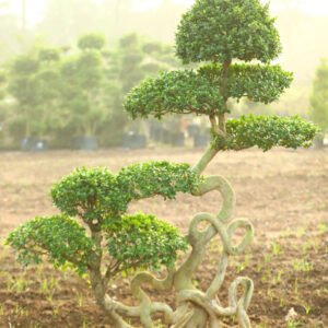Bonsai Tree with Intricate Trunk
