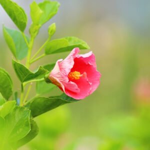 Pink Hibiscus Flower A Nature's Delight