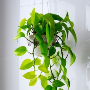 Hanging Heart-Shaped Leaf Plant with a Modern Aesthetic