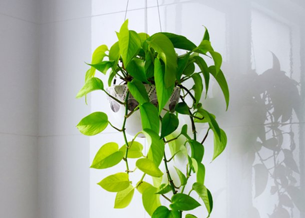 Hanging Heart-Shaped Leaf Plant with a Modern Aesthetic