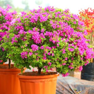 Bougainvillea Plant in Vibrant Orange Pot – A Garden Standout