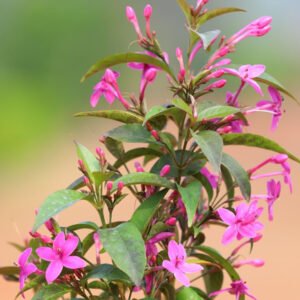 Vibrant Pink Star-Shaped Blossom – A Floral Highlight