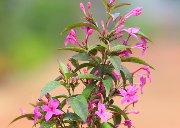 Vibrant Pink Star-Shaped Blossom – A Floral Highlight