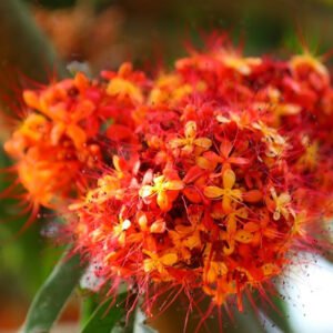 Vibrant Spherical Cluster of Fiery Blossoms