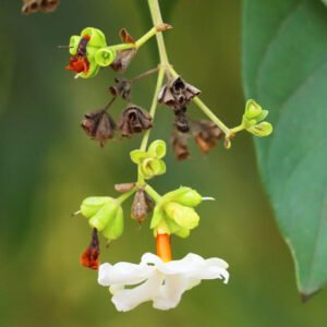 White Flowers with Orange Centers on Budding Plant