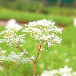 White Flowering Plant in a Garden Setting – Elegance in Simplicity