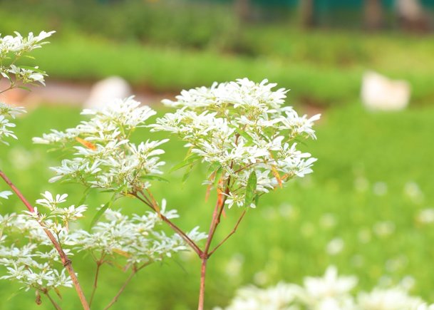 White Flowering Plant in a Garden Setting – Elegance in Simplicity
