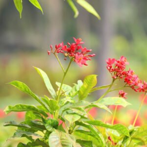 Red Blossoming Plant in a Natural Garden – Vibrant Elegance