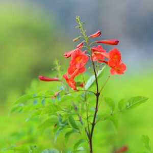 Orange-Red Trumpet Flower Plant – A Vibrant Natural Statement