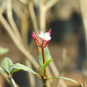 Single Pink and White Blossom – A Delicate Garden Highlight