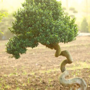 Artistic Twisted Bonsai