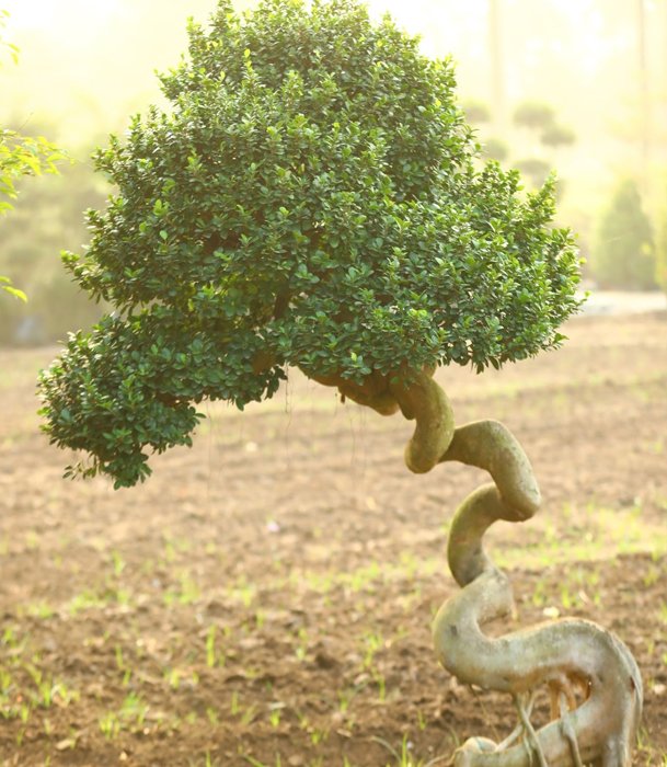 Artistic Twisted Bonsai