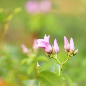 Pink Wildflower Cluster A Natural Symphony