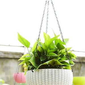 Green Leafy Plant in Woven Hanging Planter
