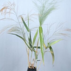 Sabai Grass Plant (Eulaliopsis binata)