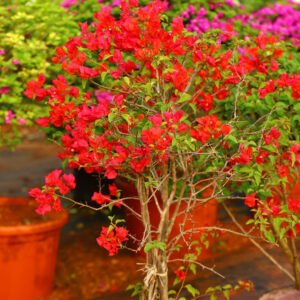 Bougainvillea Plant with Radiant Red Blossoms