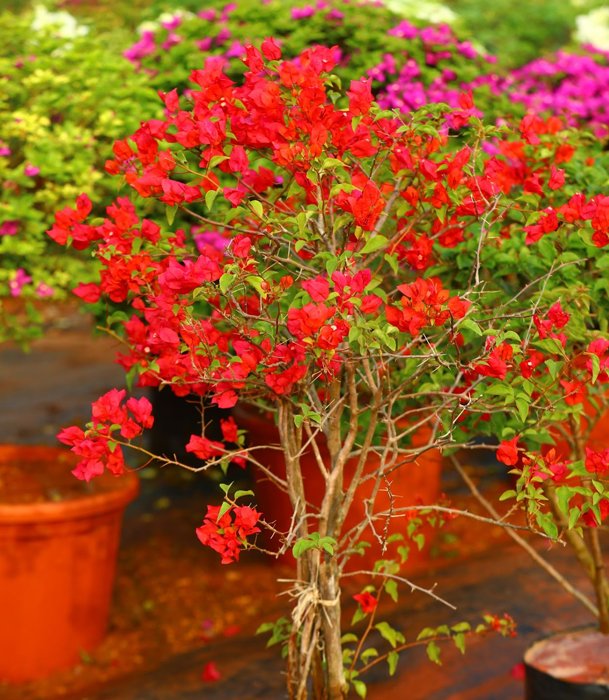 Bougainvillea Plant with Radiant Red Blossoms