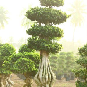 Twisted Serenity Bonsai