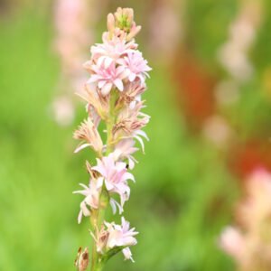 Light Pink Blooming Vertical Plant A Graceful Natural Display